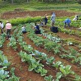 Surge taller de agricultura en distintos pueblos de la Isla