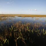 Destinan $1,100 millones para restaurar los Everglades en Florida 