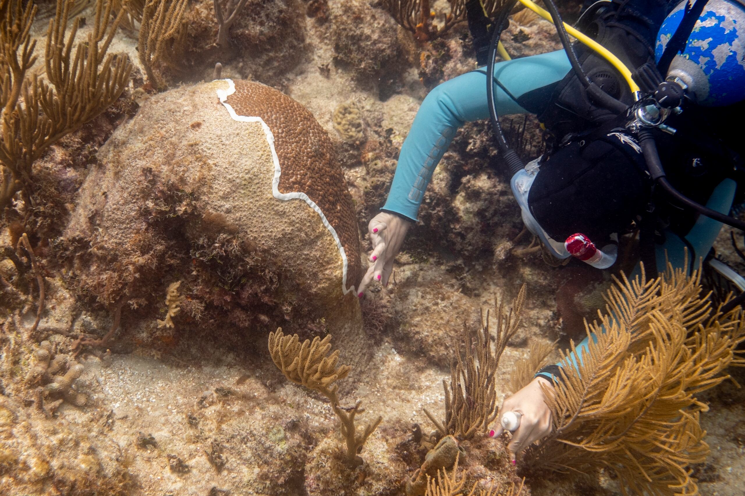 Biólogos del Departamento de Recursos Naturales aplican un tratamiento con amoxicilina para tratar una enfermedad de Perdida del Tejido del Coral Duro que está afectando a los corales de Puerto Rico.