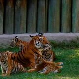 Cuatro cachorros de tigre deleitan a los visitantes de un zoológico en México