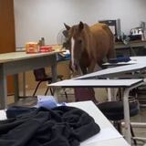 RUM explica situación con caballo en un salón de clases