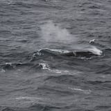 Repunte en poblaciones de  ballenas rorcuales en el Antártico 