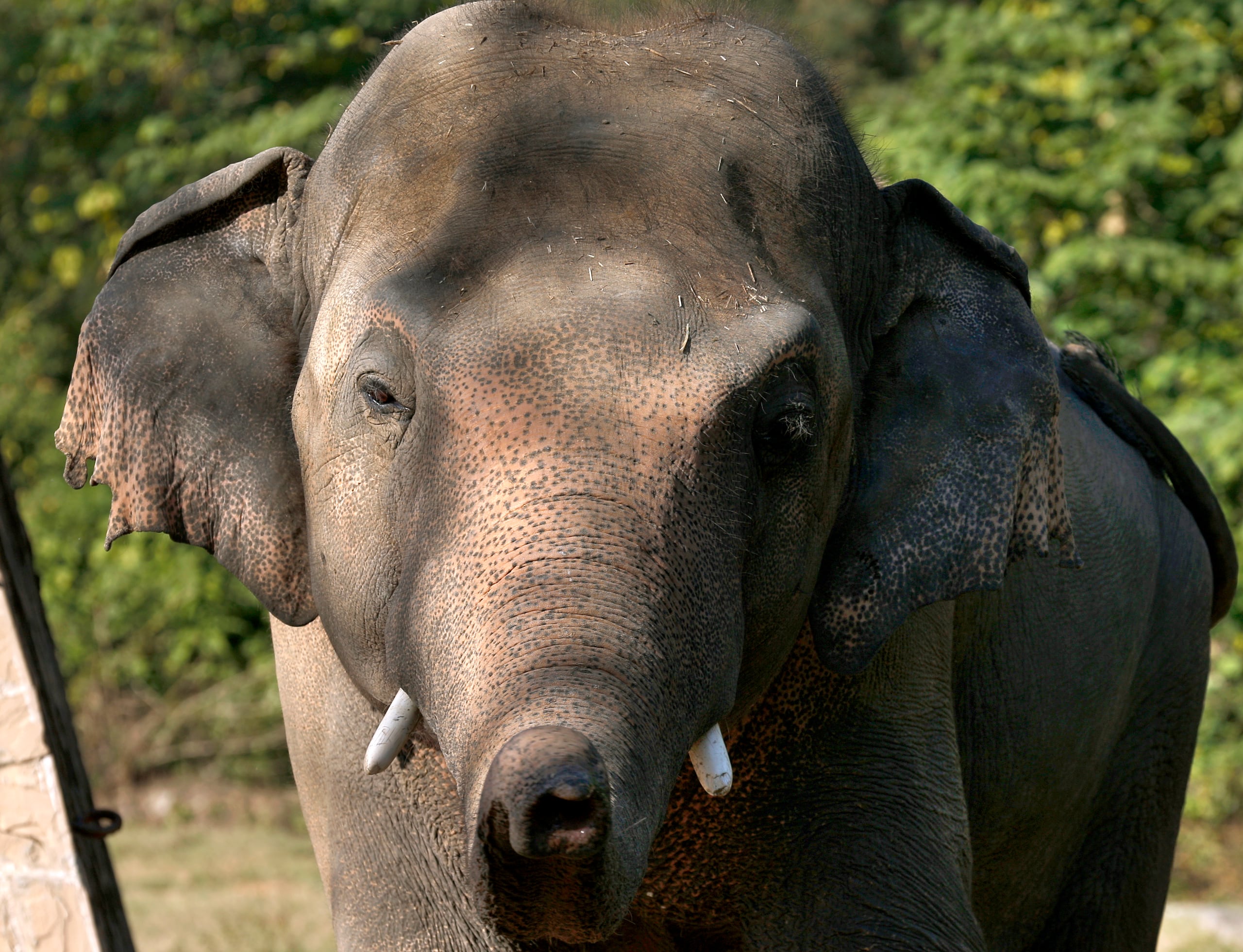 El elefante Kaavan ahora convivirá con cientos de elefantes y animales salvajes.