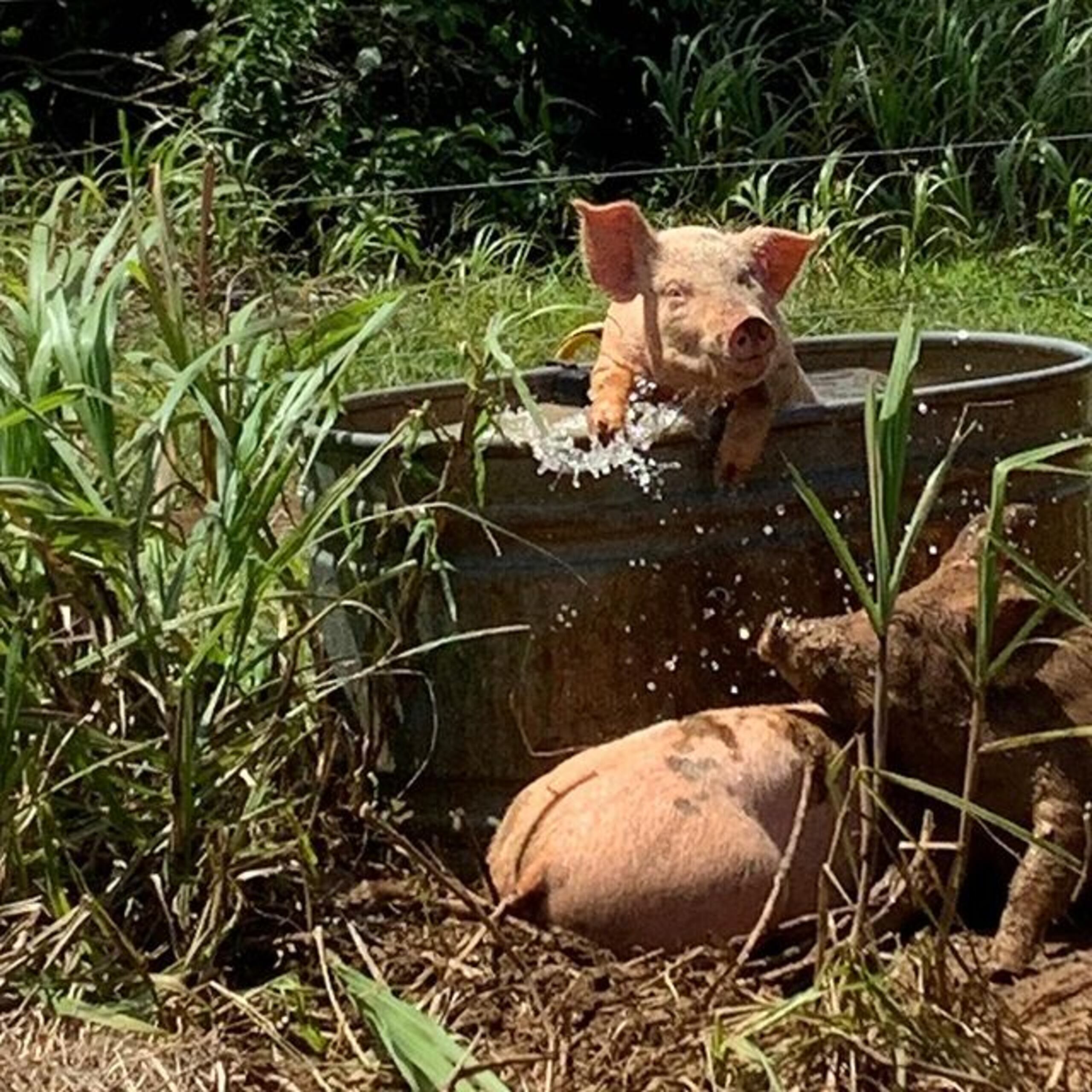 El visitante puede comprobar que los animales viven libres en la finca,  lo más cercano a su ambiente y comportamiento natural. 