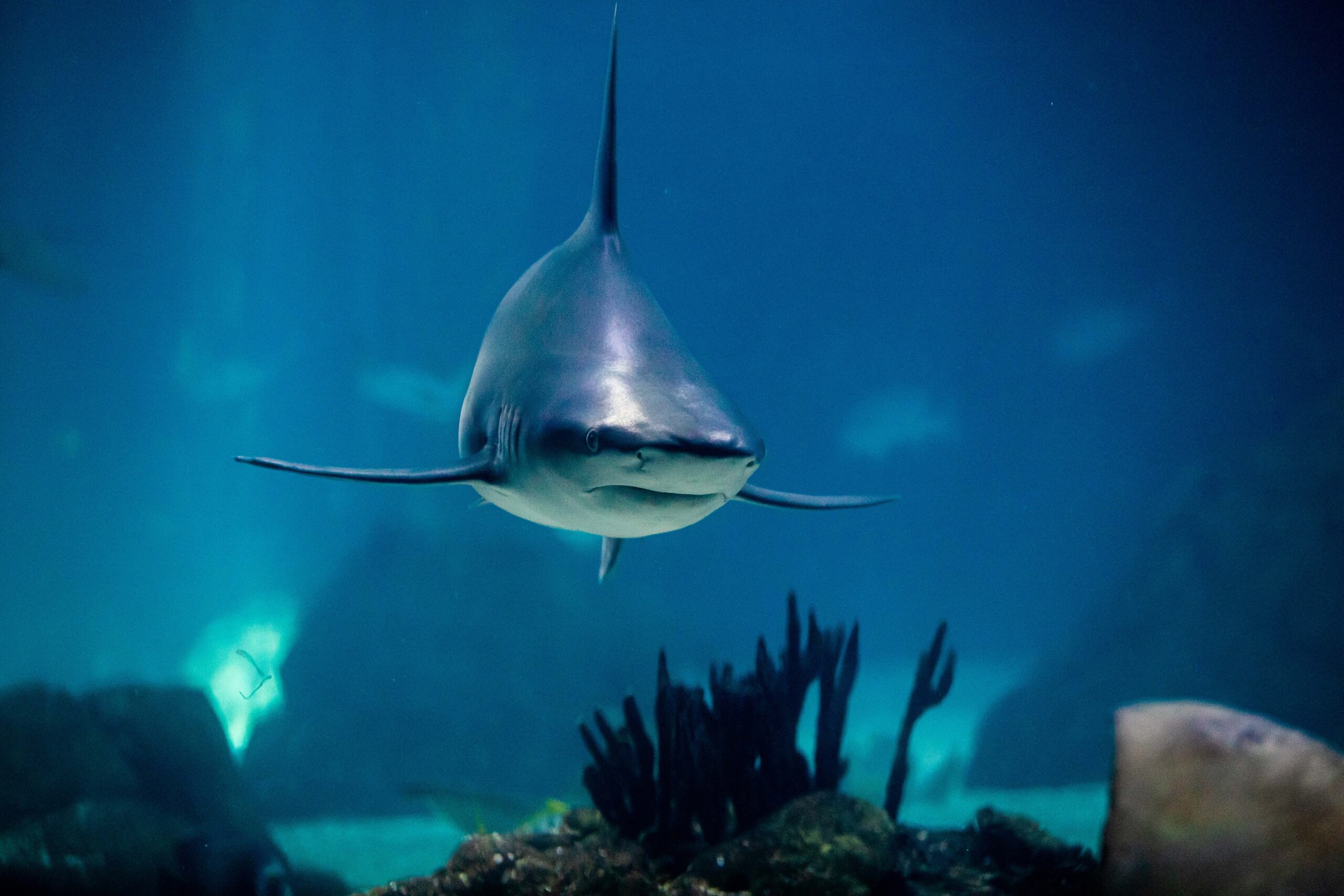 La madre del adolescente, Rhiannon, pilotaba la embarcación cuando escuchó a su hijo gritar en la superficie “¡Mamá, mamá, un tiburón! ¡Sácame de aquí, sácame del agua!”.