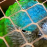 Roban decenas de aves de una finca en Corozal 