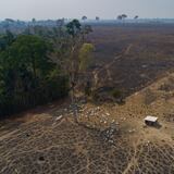 La deforestación de la Amazonía brasileña tuvo la mayor tasa del año en julio 