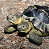 Tortuga de dos cabezas celebra su cumpleaños