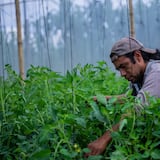 Sigue abierta la convocatoria para solicitar subvenciones para productores de alimentos