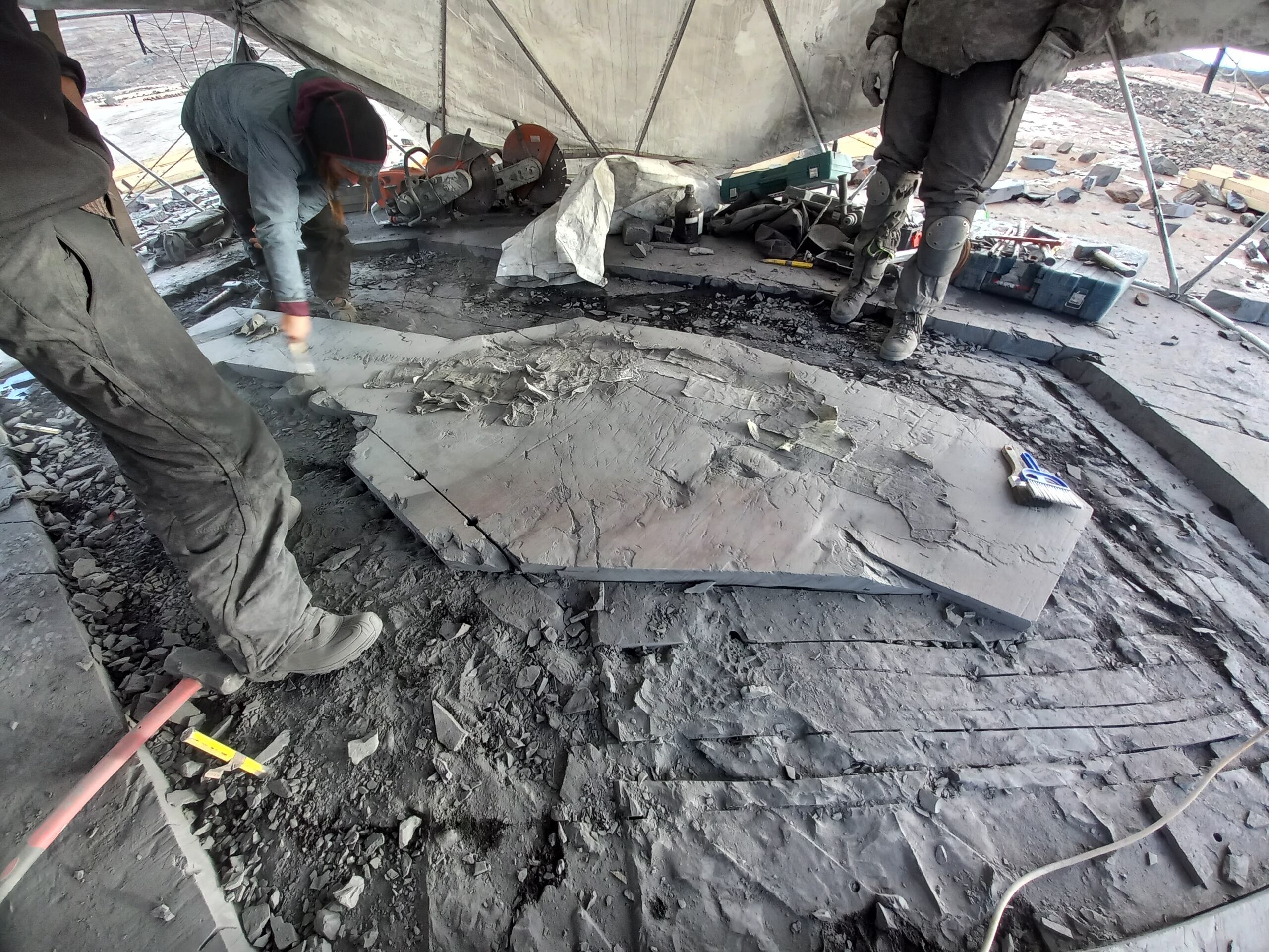 Un fotografía cedida por la Universidad de Magallanes que muestra los restos fósiles de una hembra preñada de ictiosaurio, bautizado como "Fiona", en el glaciar Tyndall, ubicado en el parque nacional Torres del Paine en la Patagonia (Chile). (EFE/ Universidad Magallanes)