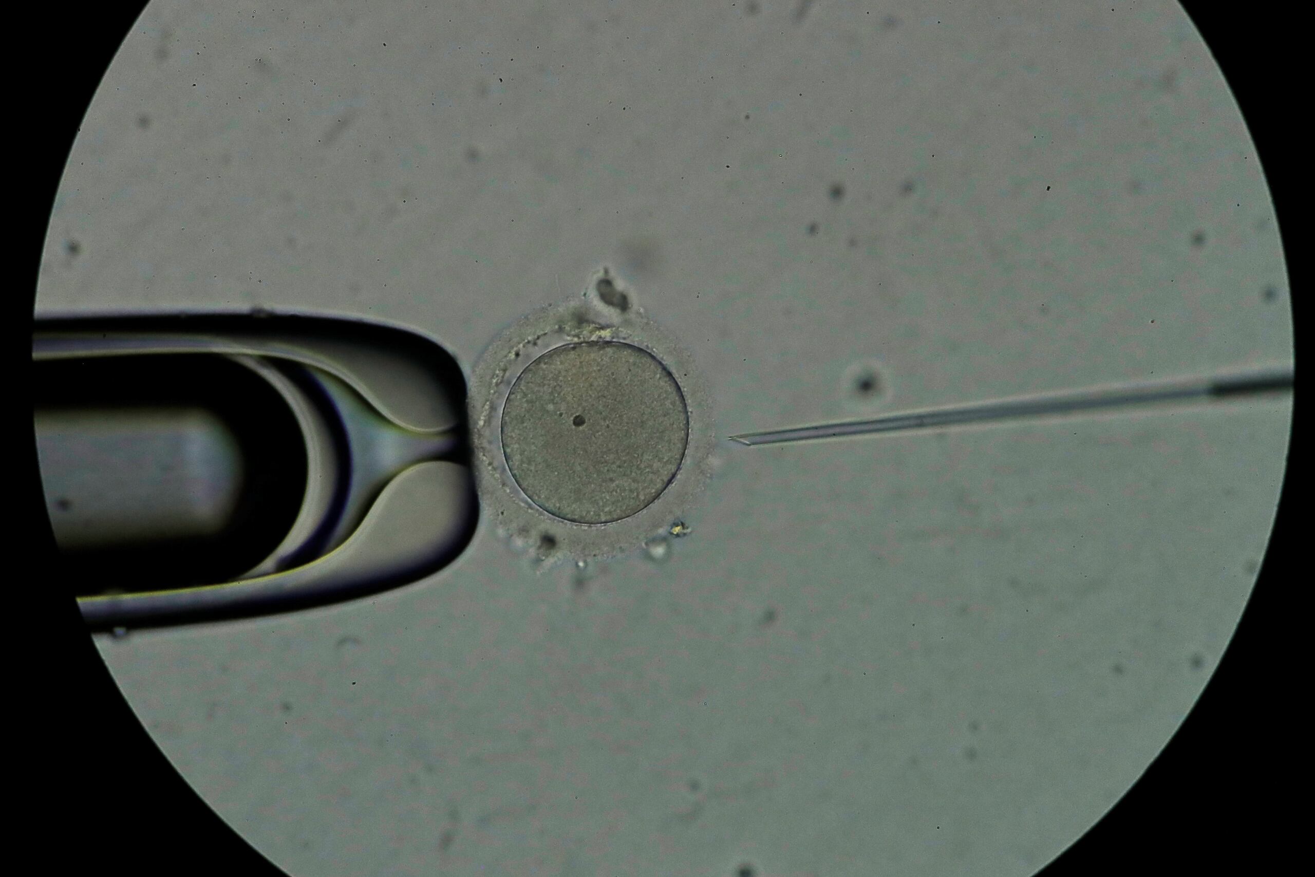 Personal técnico trabaja con espermatozoides en un laboratorio, en una imagen de archivo. EFE/ Bienvenido Velasco
