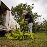 Ron del Barrilito dona 3,000 libras de plátano a El Comedor de la Kennedy