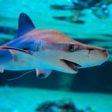 Tiburones, rayas y quimeras, en riesgo de extinción “sin precedentes” 