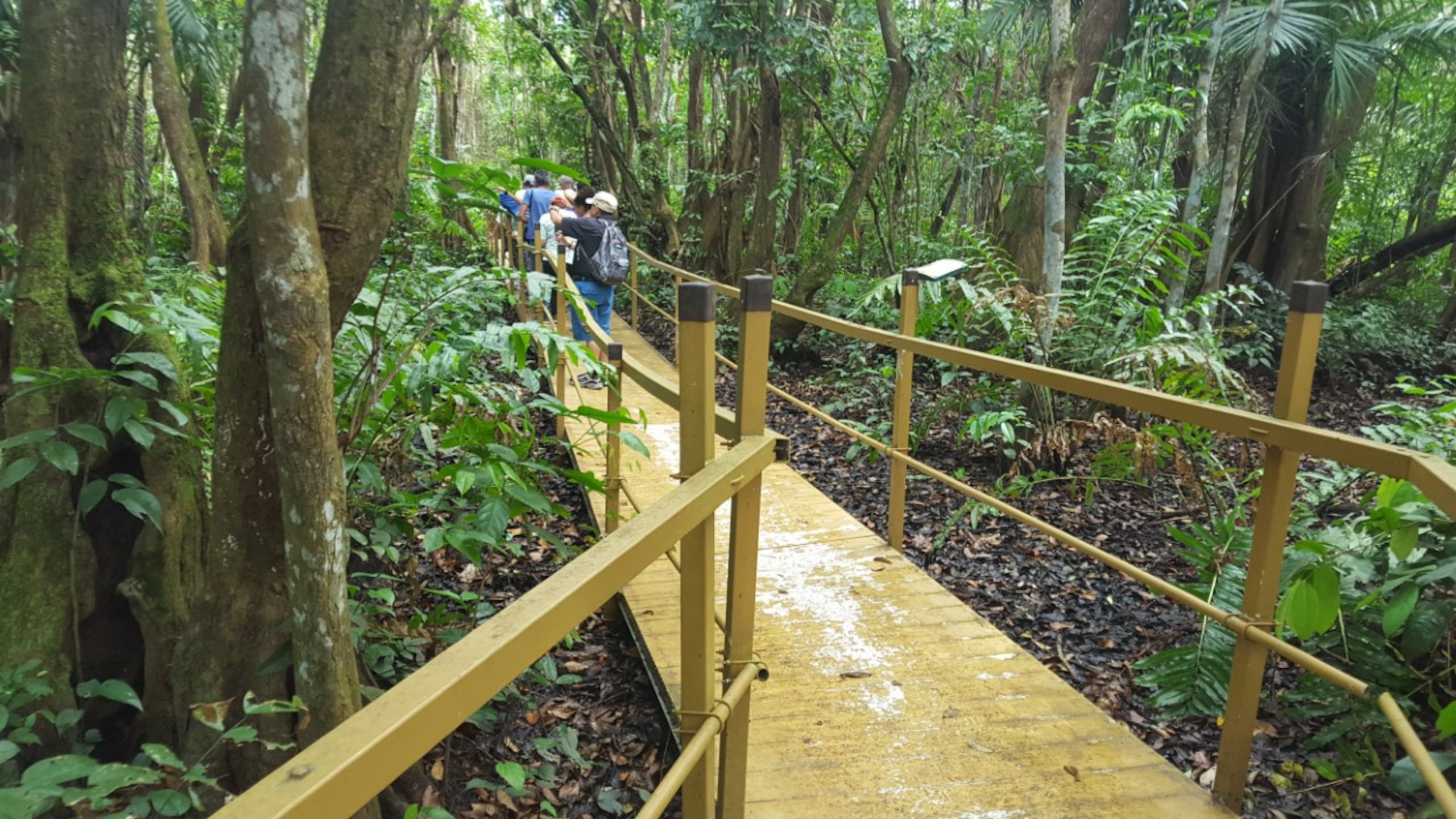 En el Bosque de Pterocarpusen, Palmas del Mar en Humacao, se encuentra un tablado por el cual podrás recorrer este bosque.