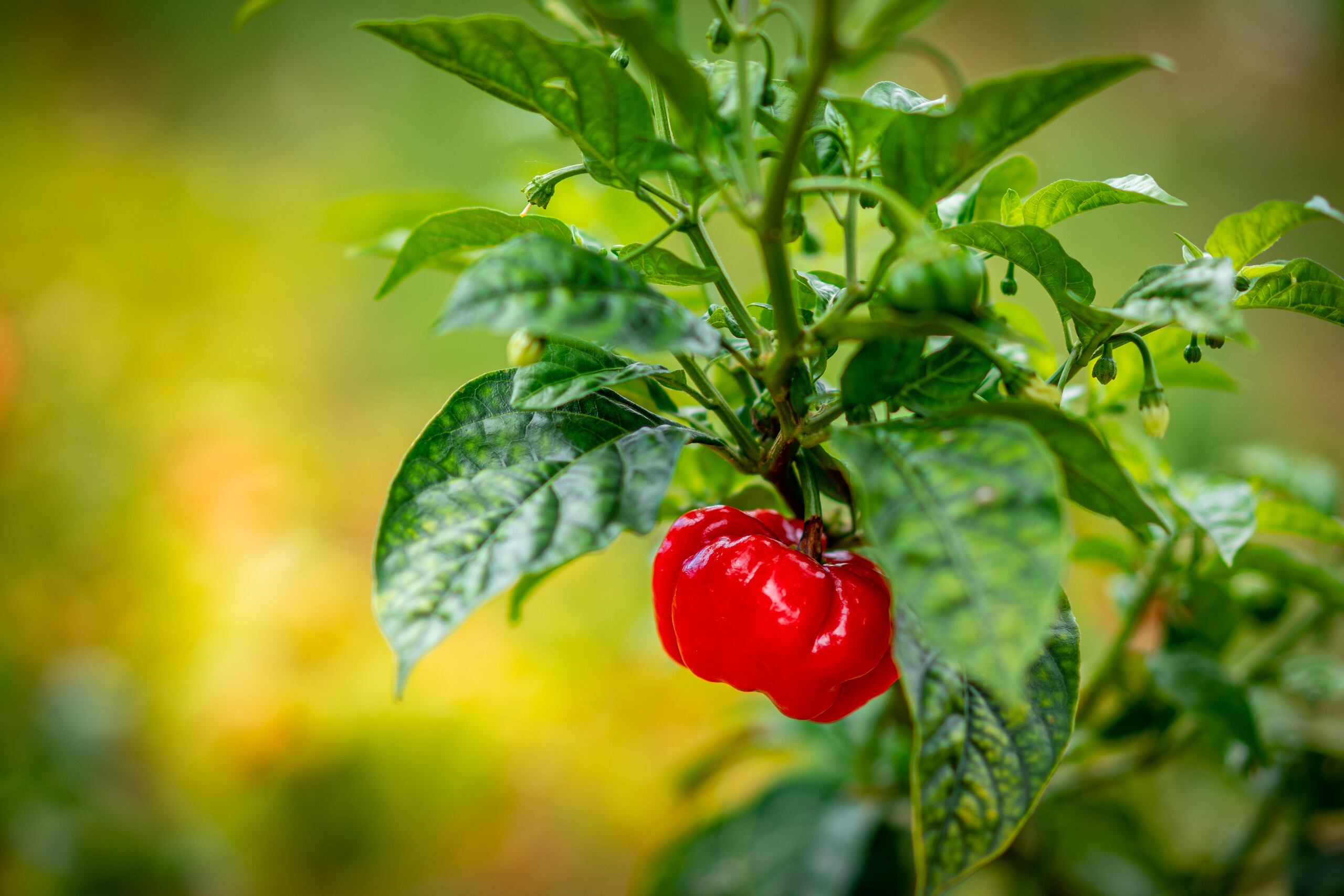 También cultiva ajíes dulces.