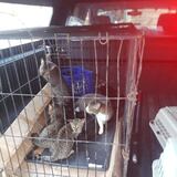 Mujer abandona a 10 gatos en residencia de Yauco