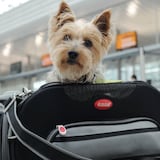 FOTOS: ¿Vas a viajar con tu mascota? Sigue estos consejos