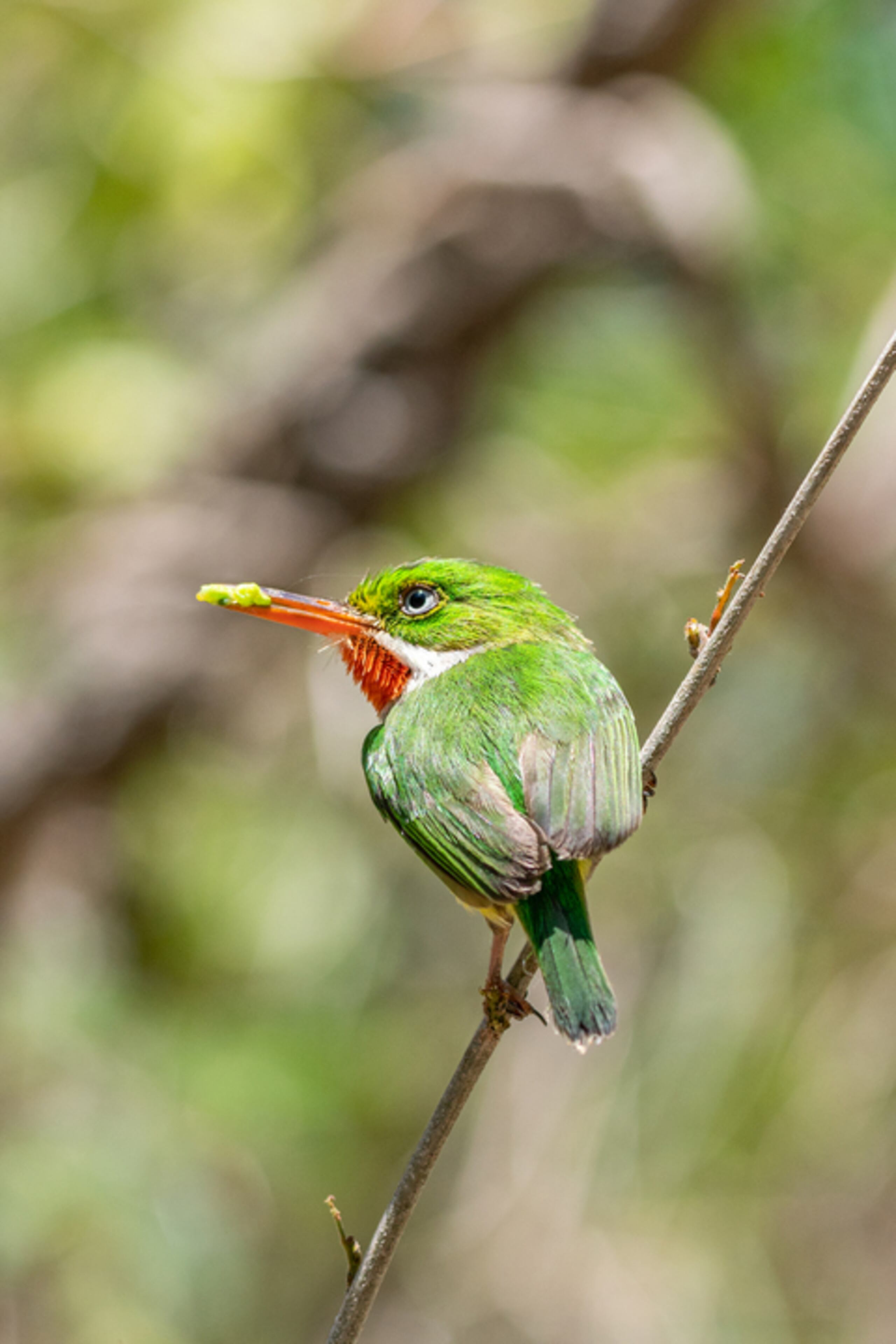 La exhibición "Nuestra Naturaleza" de la fotoperiodista Isabel Ferré Sadurní estará proyectada en el Distrito T-Mobile hasta el jueves, 27 de abril.