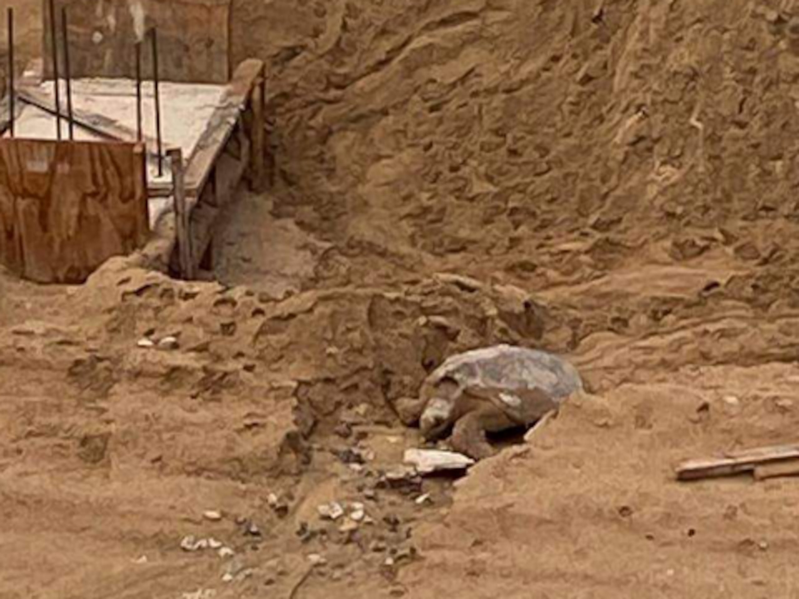 La tortuga marina puso unos 180 huevos a eso de las 3:00 a.m. y quedó atrapado en el área de la construcción hasta las 7:00 a.m.