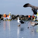 Sin datos firmes sobre petróleo vertido en playas de California