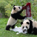 Pandas gemelos del zoológico de Berlín celebran su cumpleaños