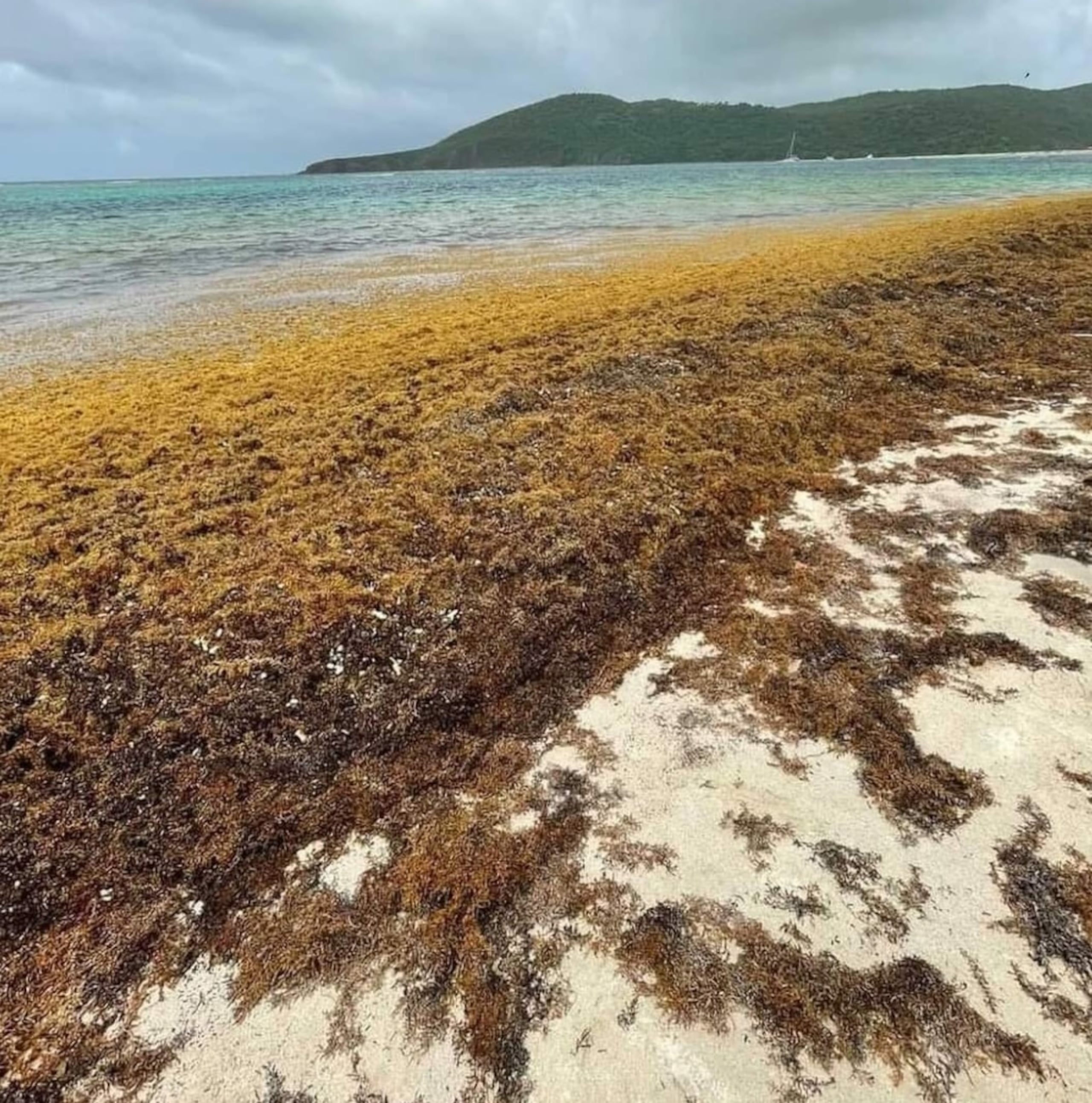 El grupo recolecta el sargazo en las playas del sureste de Puerto Rico desde Punta Santiago a Yabucoa. Llegan a Puerto Rico, aproximadamente, 20 millones de toneladas al mes, siendo estas la fuente principal para la preparación de electrolitos en estado sólido.