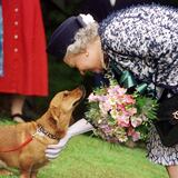 ¿Qué pasará con los corgis de Isabel II?