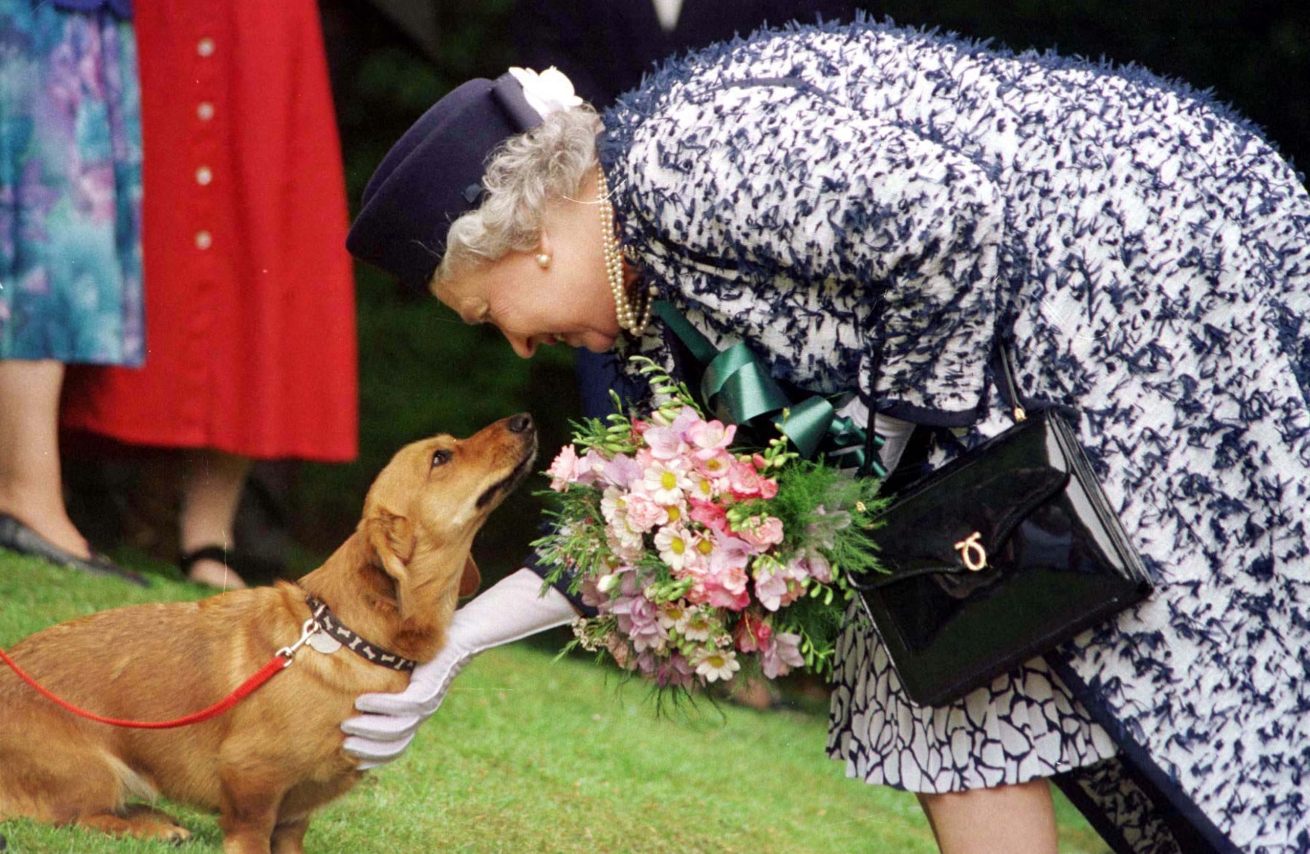 A lo largo de su vida, la reina tuvo más de 30 perros, la mayoría de los cuales eran de esa raza.