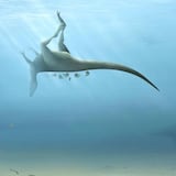 Descubren una nueva especie de dinosaurio en isla de Inglaterra