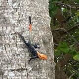 Avistan en la Isla la especie invasiva “lagarto de fuego”