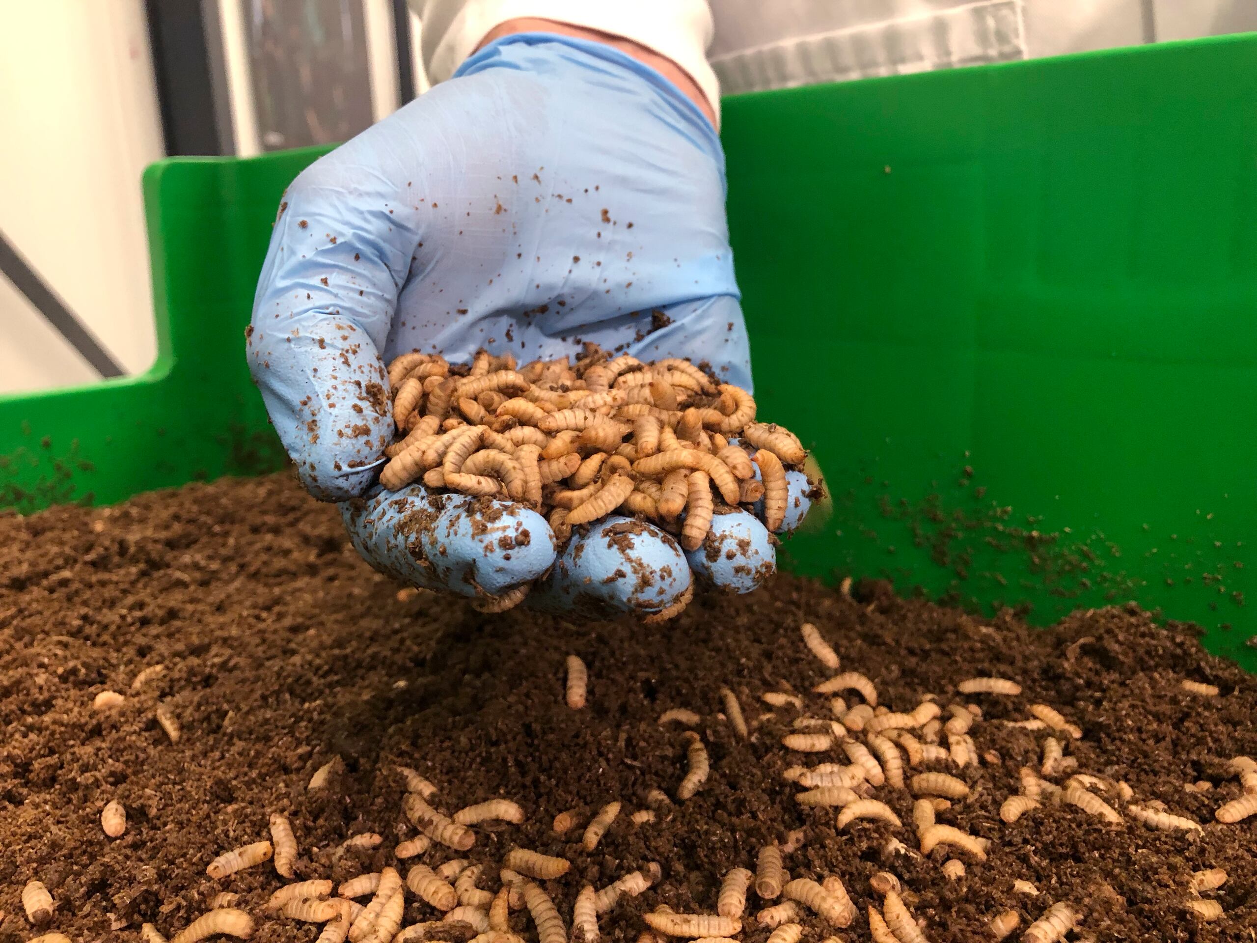 Kees Aarts, director general de la compañía holandesa de cría de insectos Protix, inspecciona larvas de mosca soldado negra en las instalaciones de la firma en Bergen Op Zoom, Holanda.