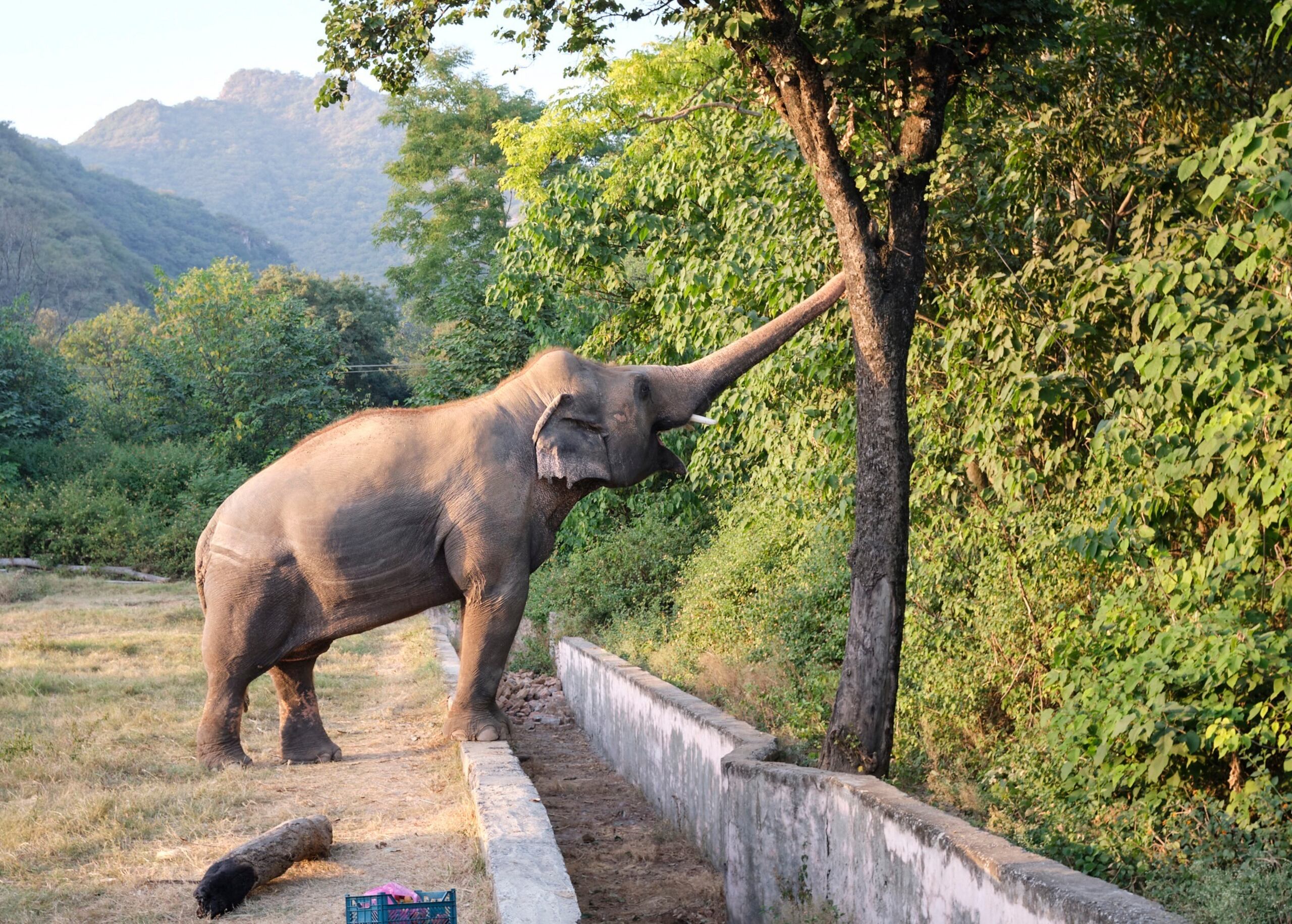 El elefante Kaavan vivió 35 años aislado en un zoológico en Pakistán.