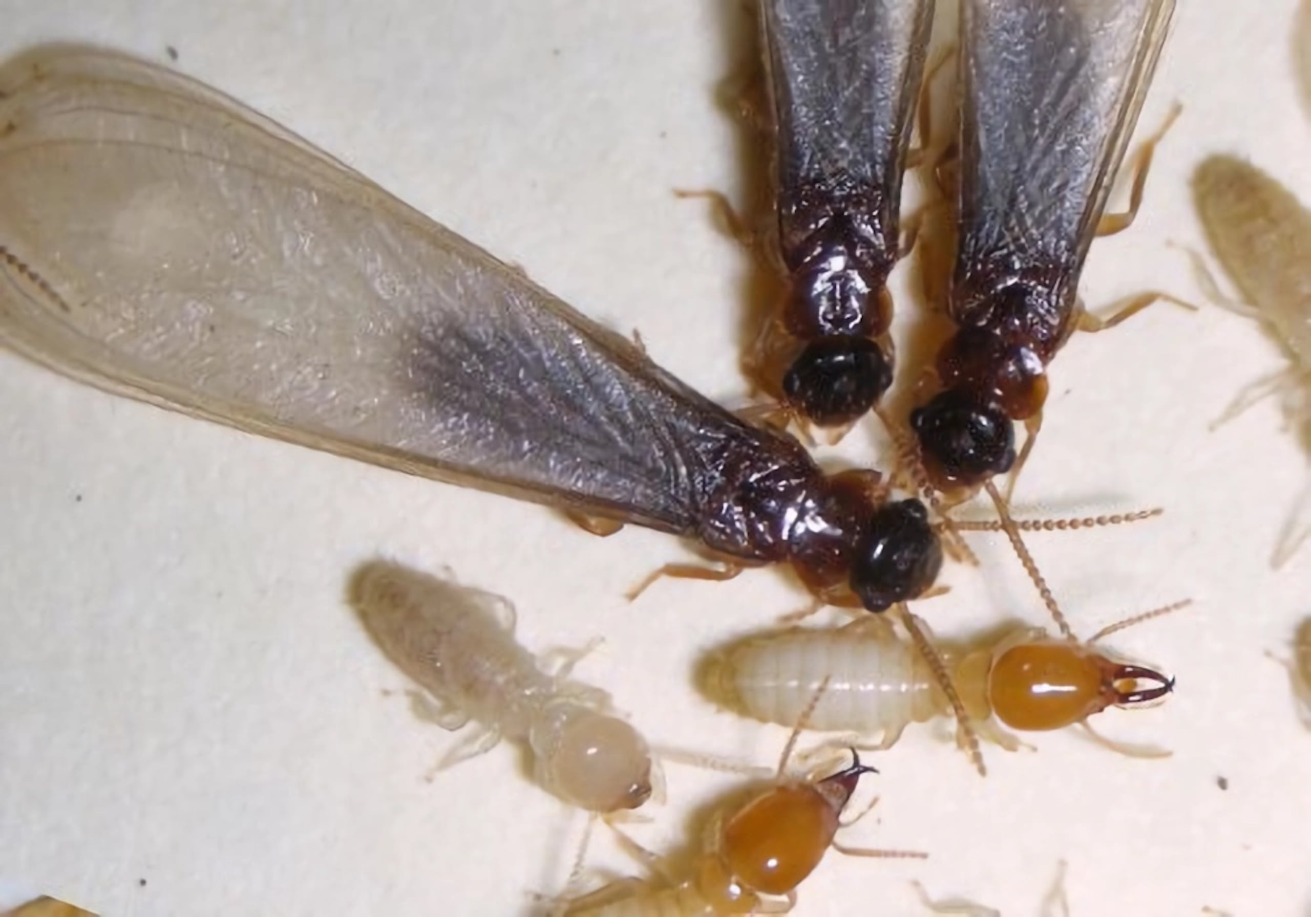 Foto cedida por la Universidad de Florida que muestra termitas subterráneas asiáticas, una especie tropical no nativa de Estados Unidos.