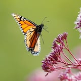 Científicos advierten disminución en población de insectos