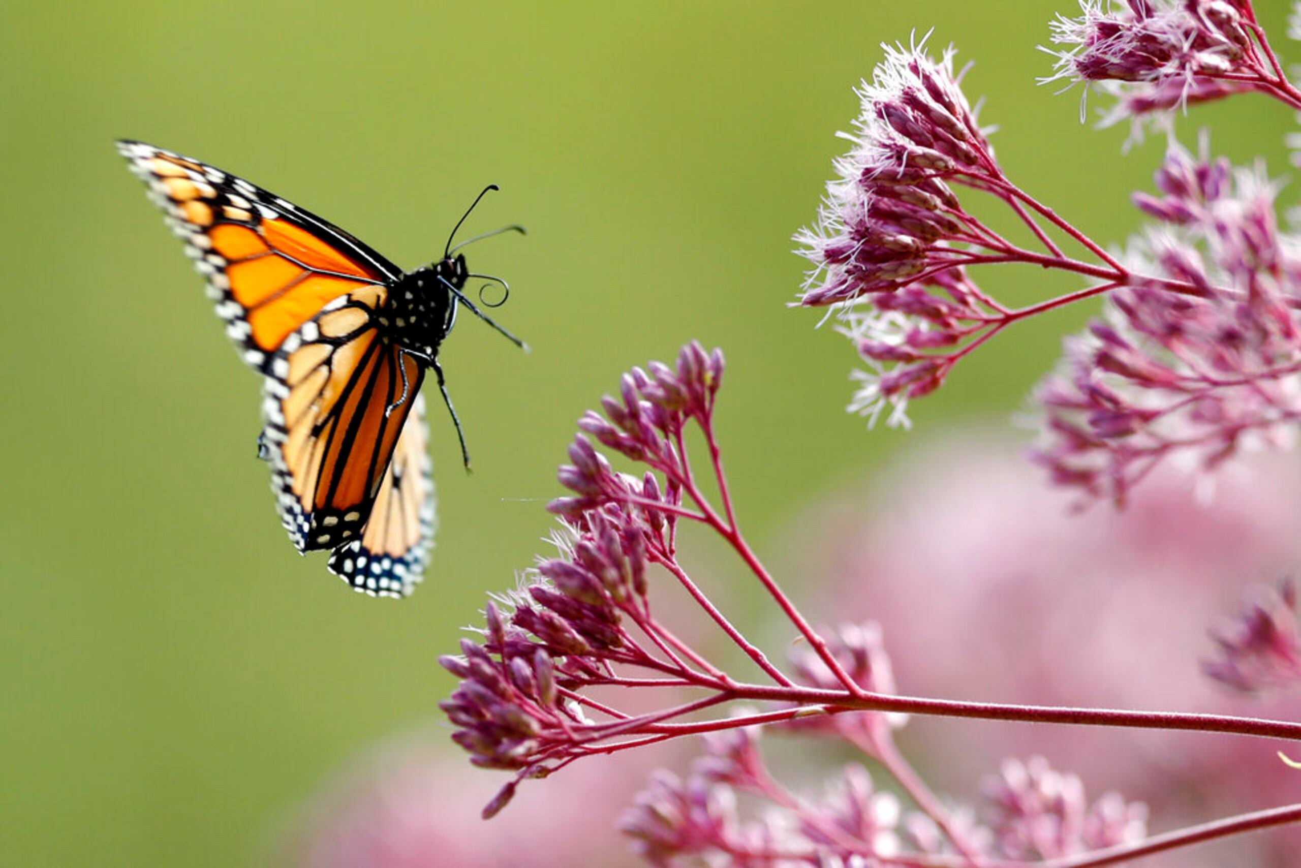 Dos insectos bastante conocidos -las abejas y las mariposas monarca- son los que mejor ilustran los problemas y el descenso poblacional que estos enfrentan.