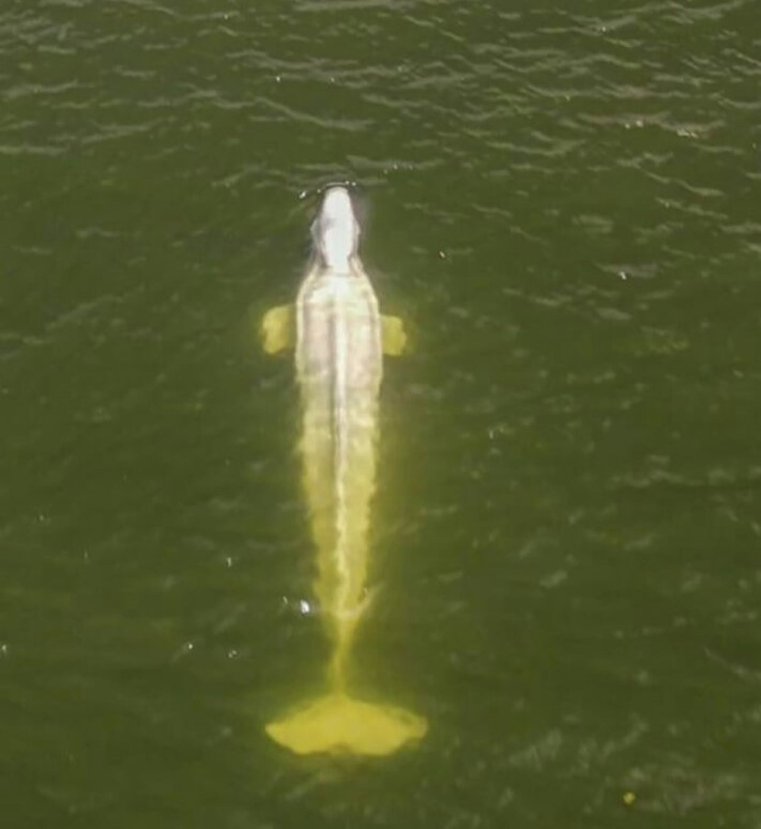 El grupo conservacionista Sea Sheperd Fance dijo que los análisis veterinarios tras sacar a la beluga del río mostraban que no tenía actividad digestiva. Los veterinarios tenían previsto intentar reactivar su sistema.