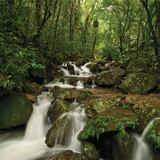 Encuentran a seis turistas que se habían perdido en El Yunque