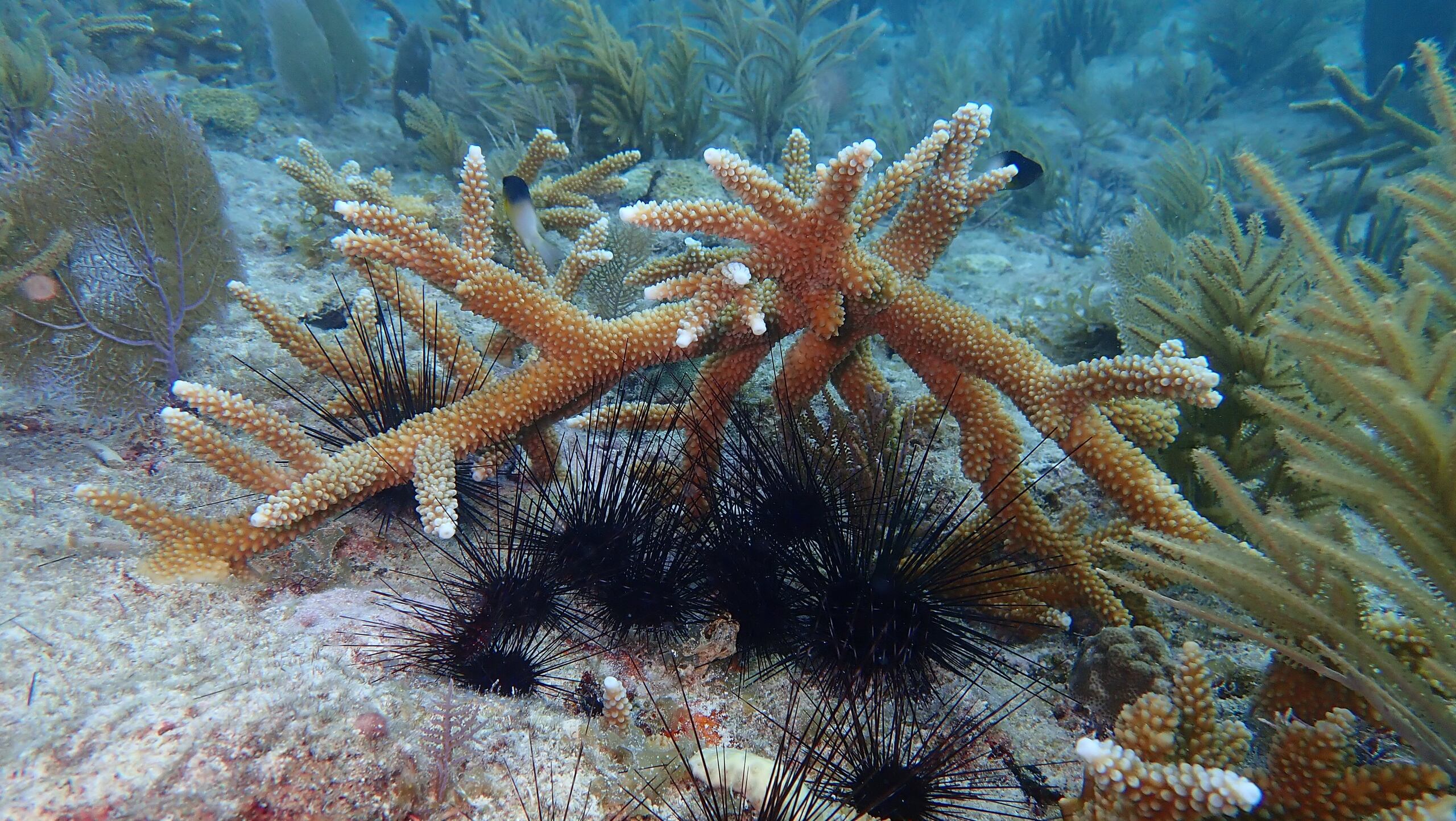 Fotografía cedida por el Acuario de Florida que muestra unos erizos de mar de espinas largas, científicamente llamados Diadema antillarum, posados sobre un coral cuerno de ciervo o coral cuerno de venado, científicamente llamado Acropora cervicornis.