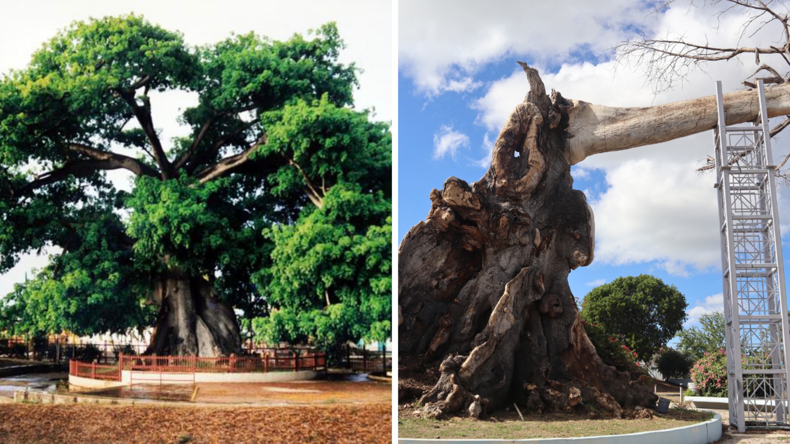 Comparativa de la Ceiba en todo su esplendor y su estado actual.