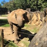 Activistas se manifiestan para reclamar cierre del Zoológico de Mayagüez