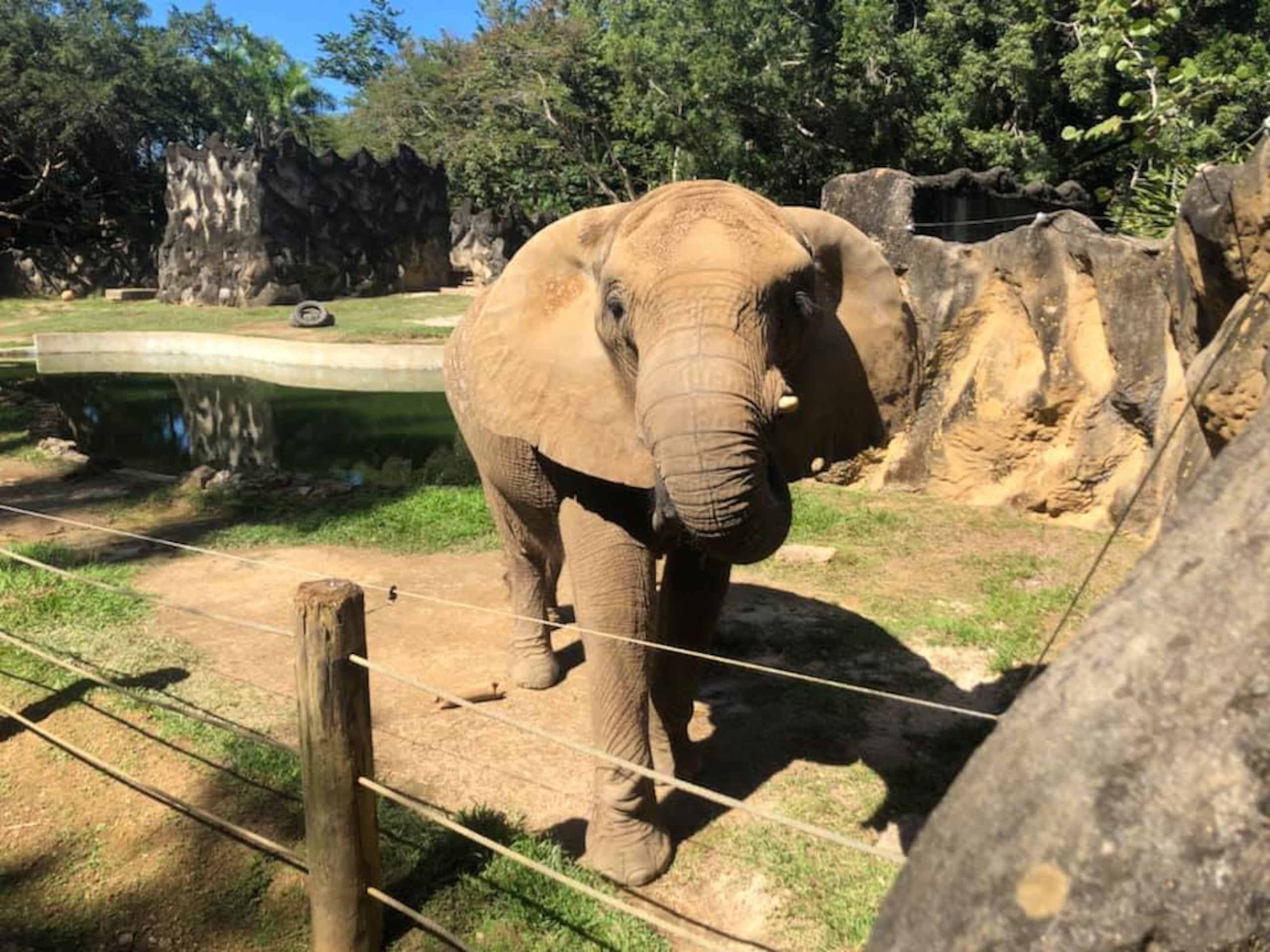 Elefante Mundi en el zoológico de Mayagüez