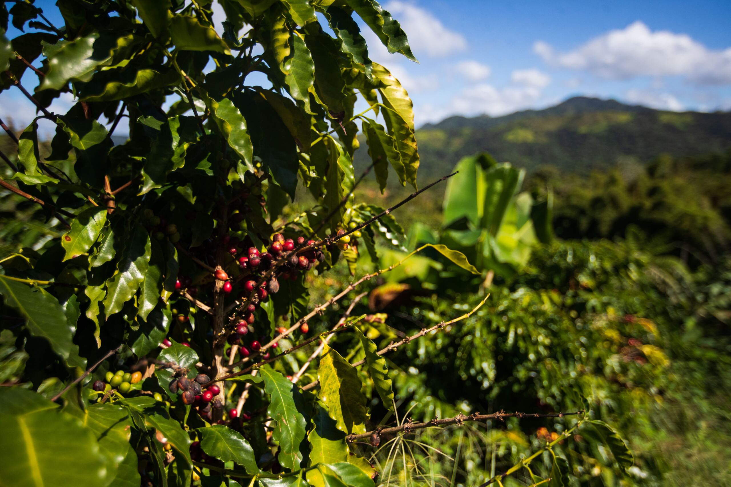 La Finca Samara en Adjuntas perdió el 70% de su cosecha de café para este 2021 debido al impacto de la antracnosis entre sus cinco cuerdas de terreno.