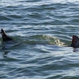 Mujer que practicaba windsurf fue mordida por un tiburón en Florida 