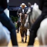 Pruebas de ADN confirman que el paso fino se originó del caballo criollo puertorriqueño 