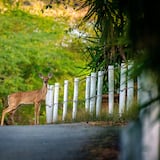 ¿Cómo llegaron los venados a Culebra?