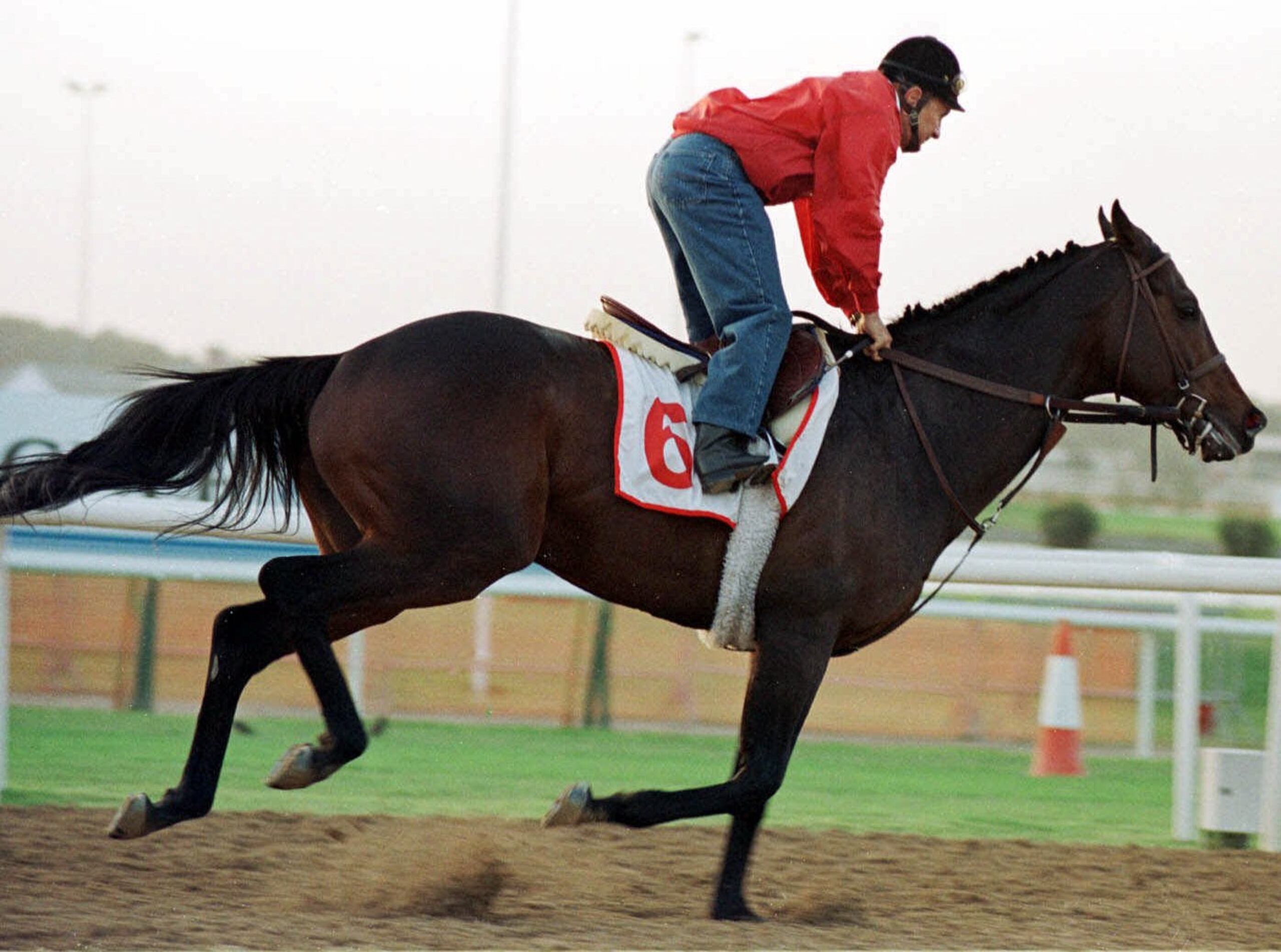 Fernando Toro, de 82 años y aquí trabajando en el 2000 a un ejemplar para el Dubai World Cup, fue escogido este martes por el Comité Histórico del Salon de la Fama del Hipismo de Estados Unidos.