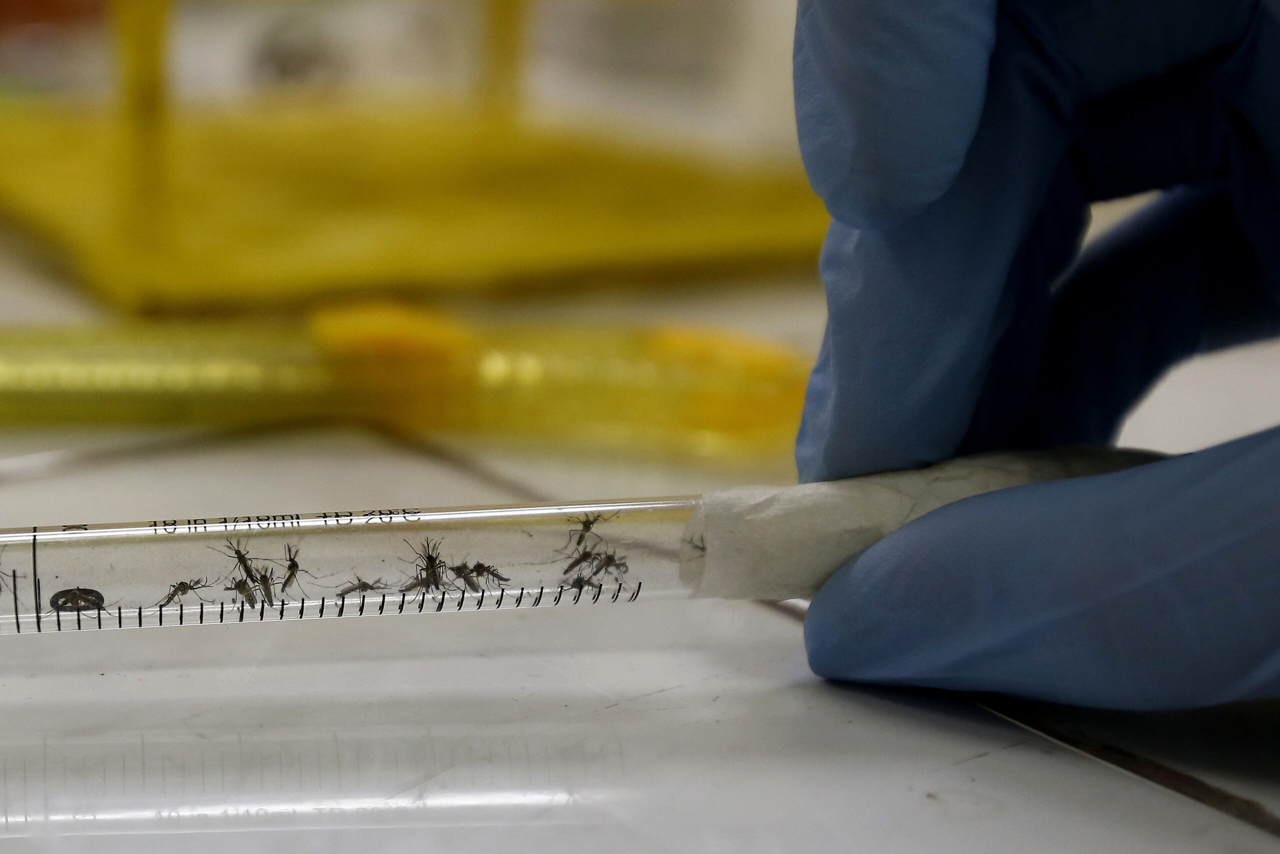 Muestra de mosquitos en un laboratorio. (EFE)