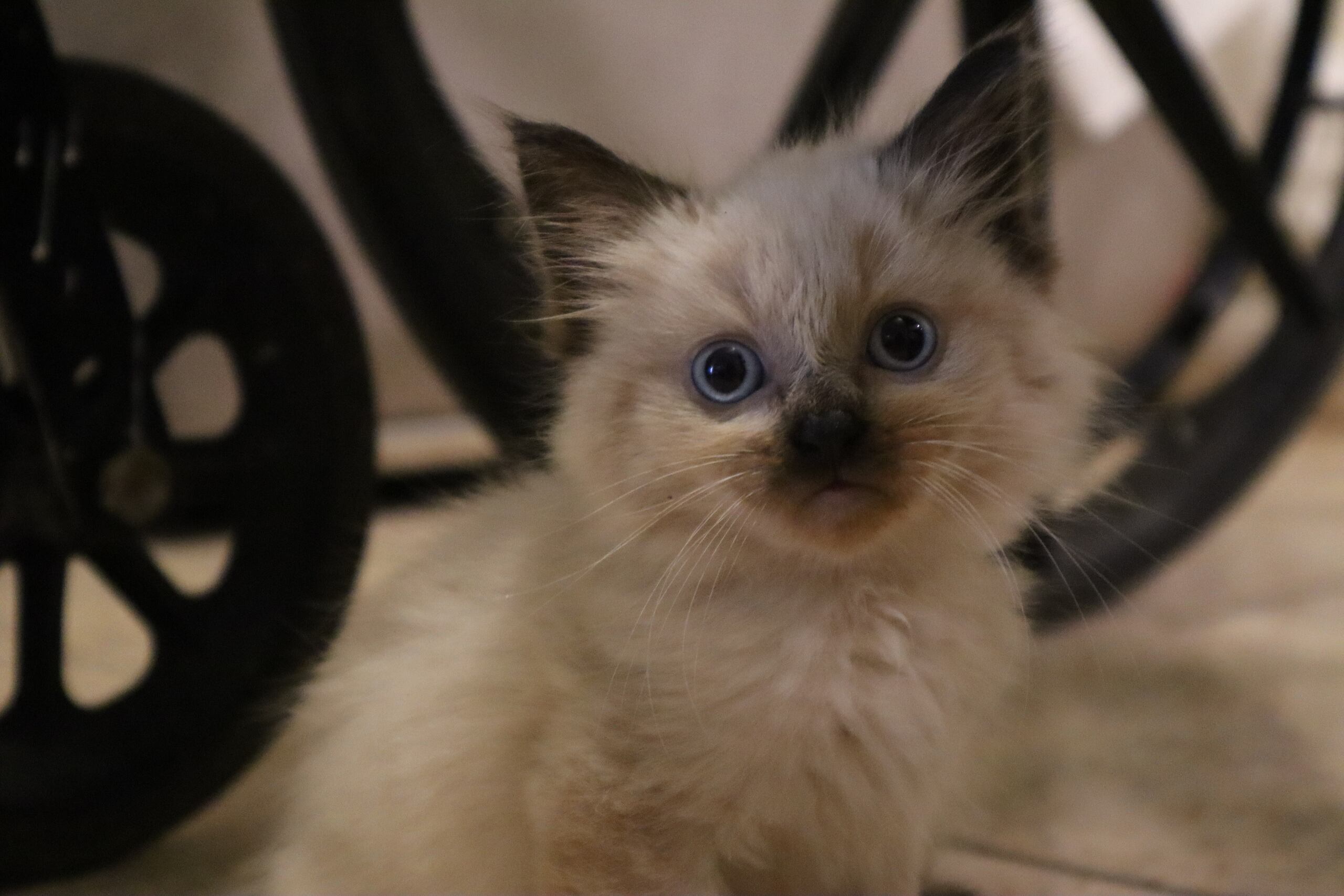 Dos gatitos están disponibles para adopción.