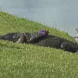 Caimán mata anciana mientras paseaba a su perro en Florida