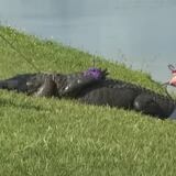 Revelan desgarradora llamada al 9-1-1 mientras caimán atacaba anciana en Florida
